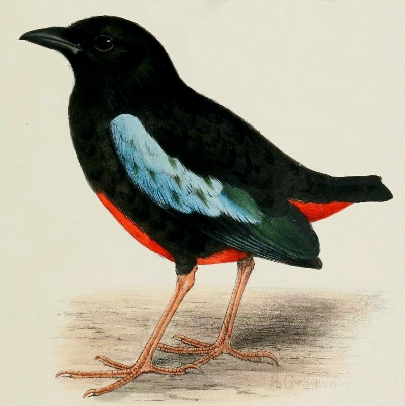 Superb Pitta