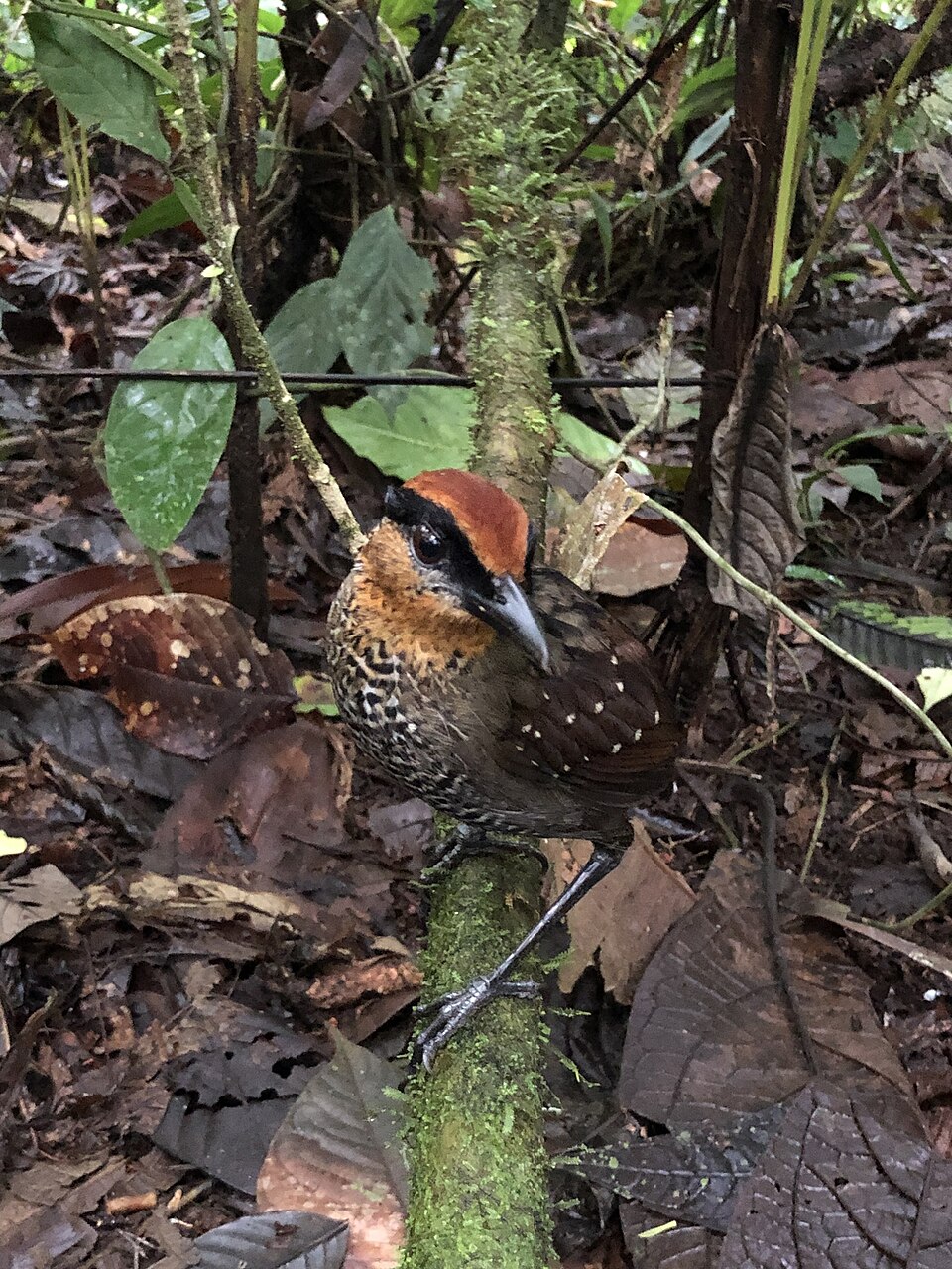 Rufous-crowned Antpitta