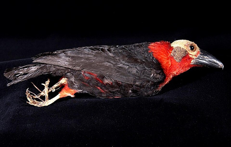 Bornean Bristlehead