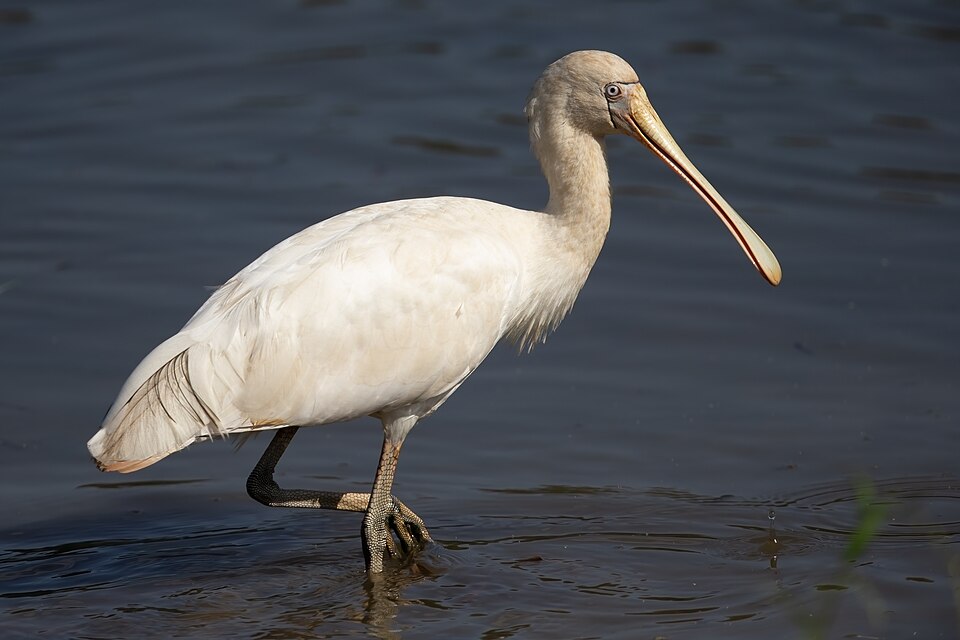 Yellow-billed Spoonbill