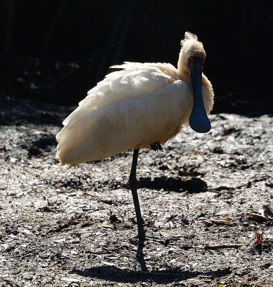 Royal Spoonbill