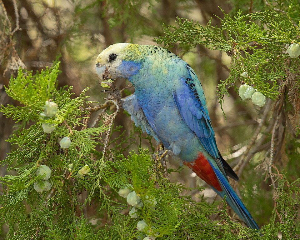 Pale-headed Rosella