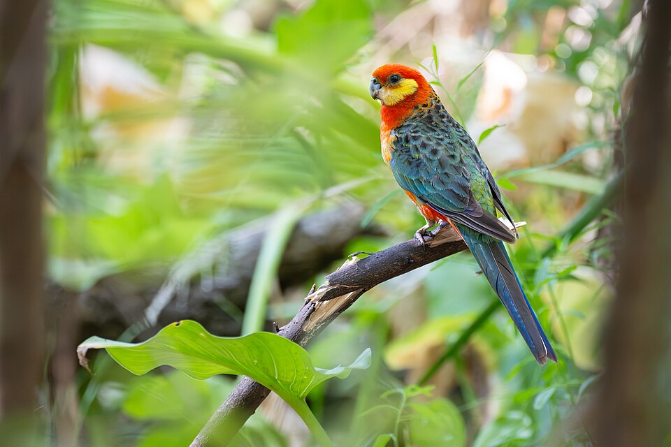 Western Rosella