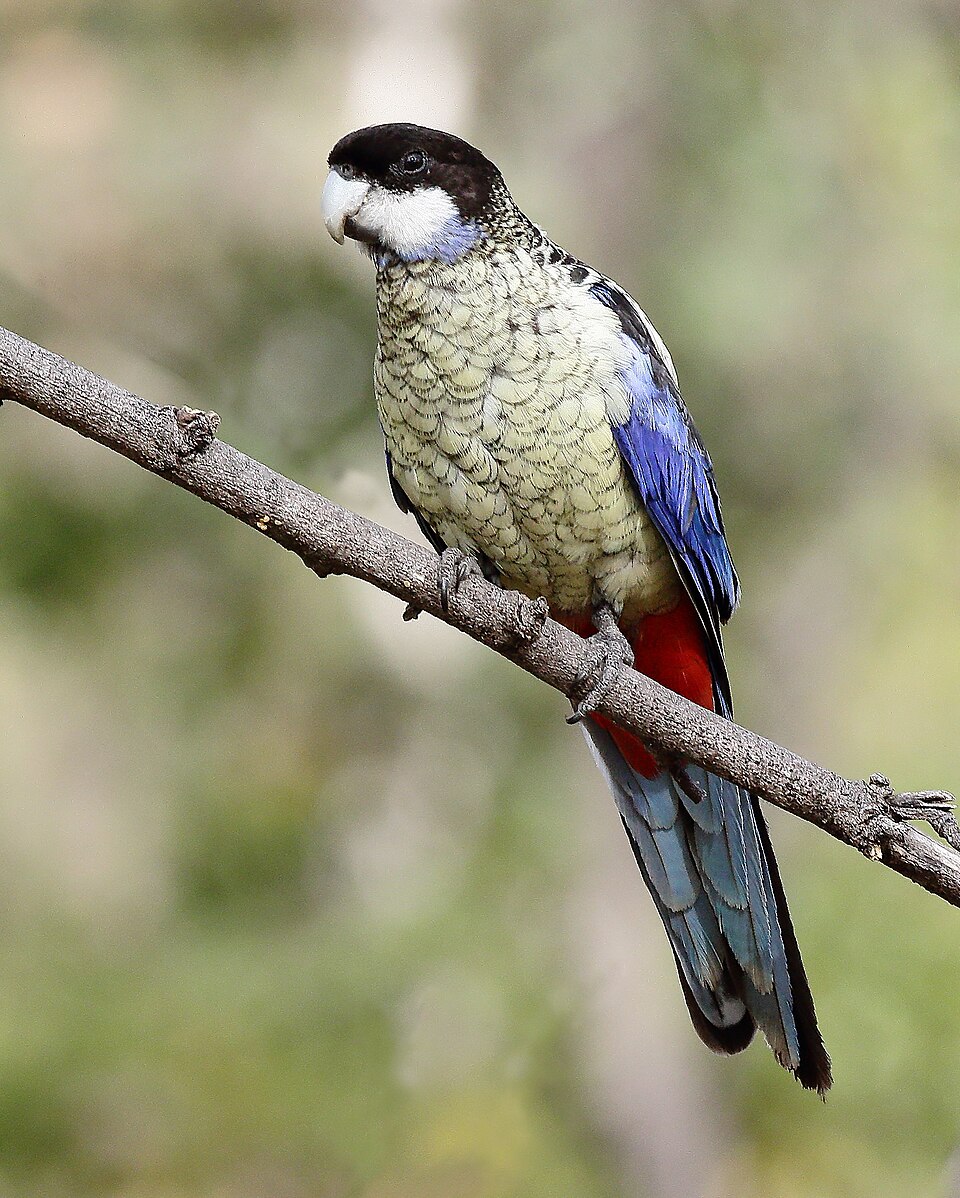Northern Rosella