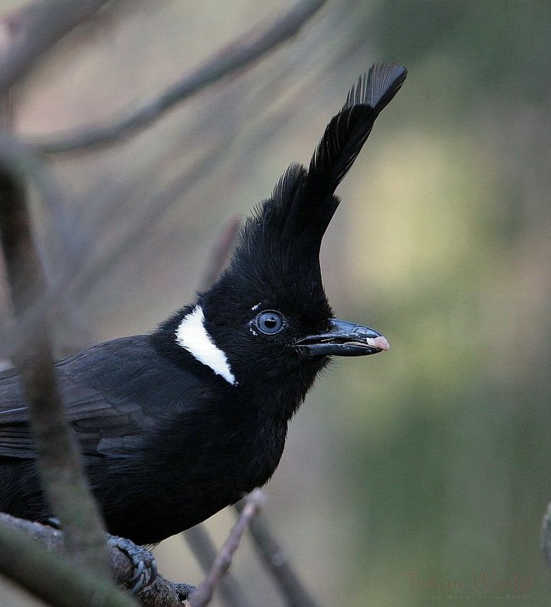 Crested Jay