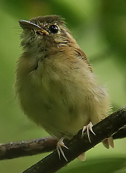 Stub-tailed Spadebill