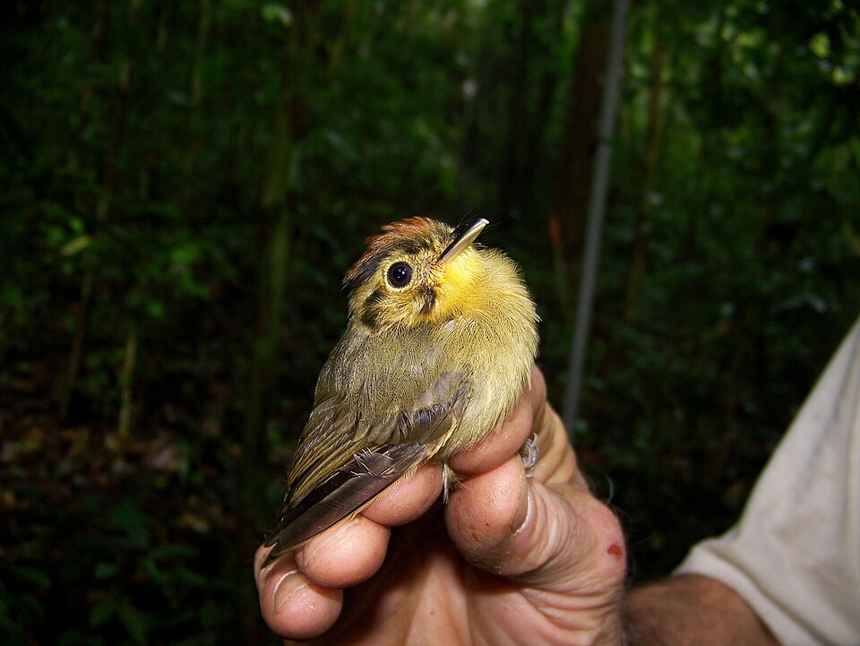 Golden-crowned Spadebill