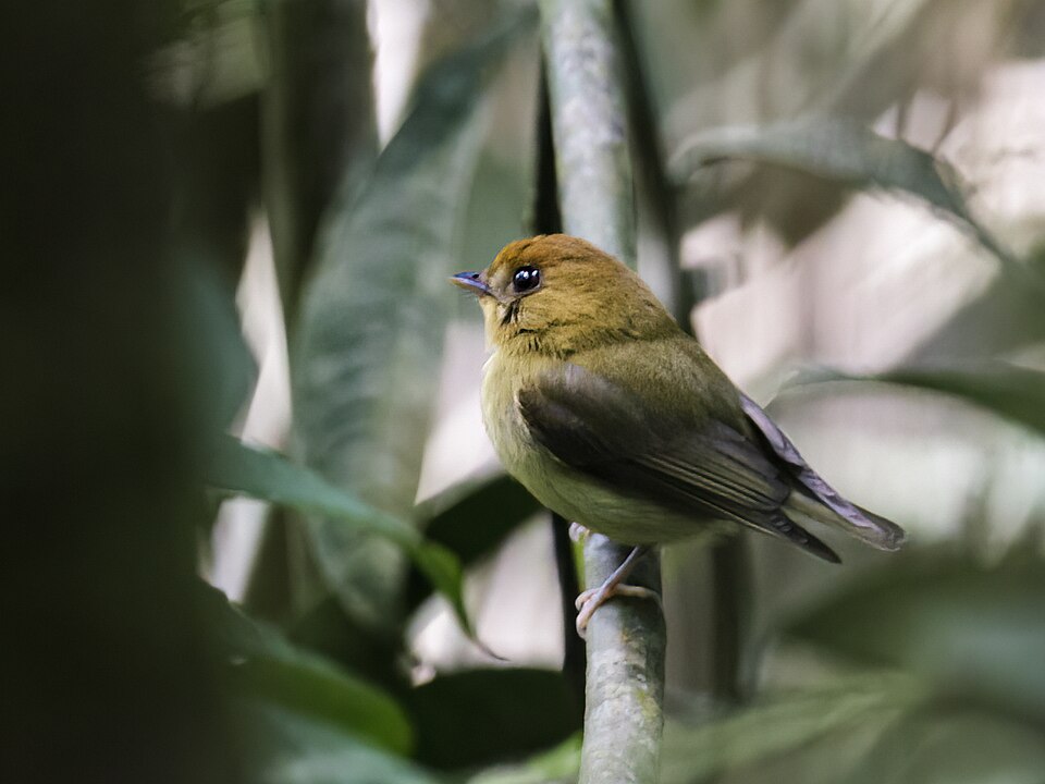 Yellow-throated Spadebill