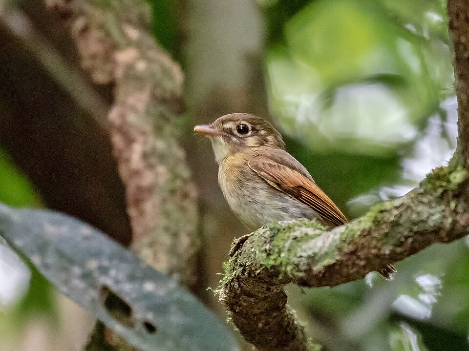 Russet-winged Spadebill