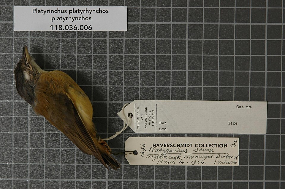 White-crested Spadebill