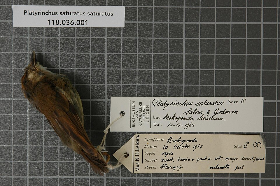 Cinnamon-crested Spadebill