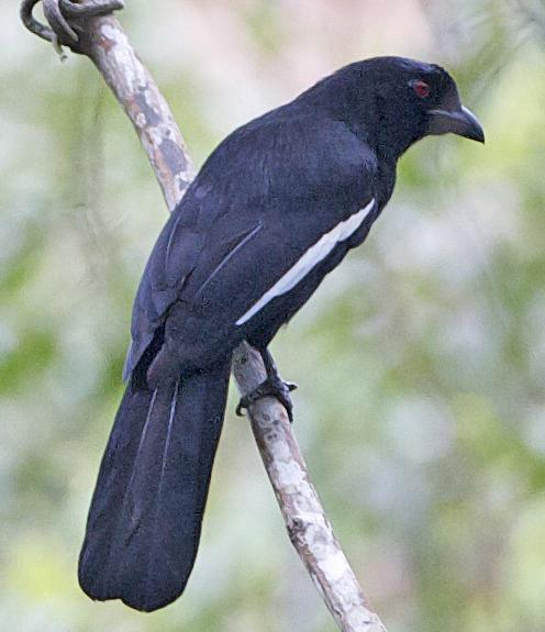 Malayan Black Magpie