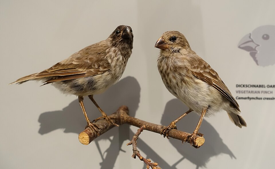 Vegetarian Finch