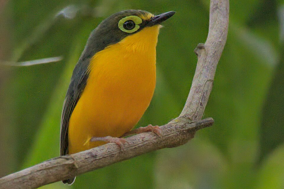 Yellow-bellied Wattle-eye