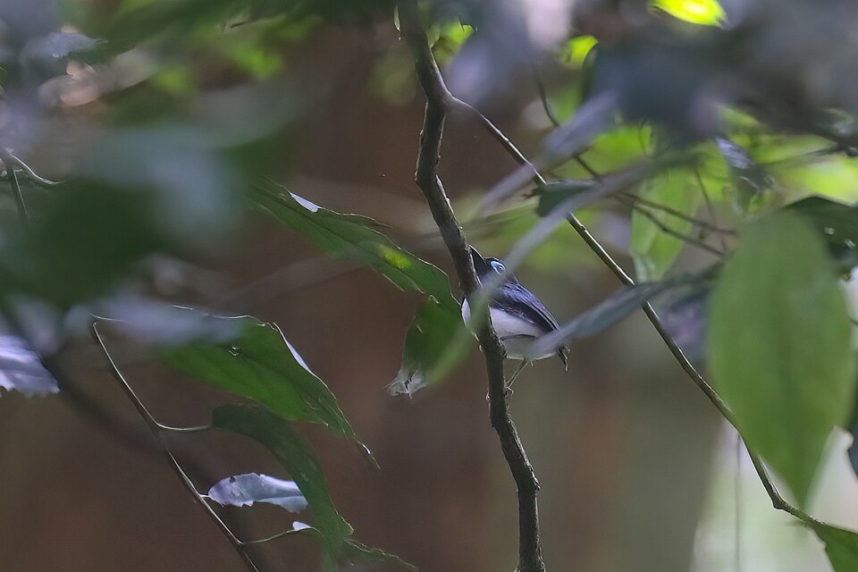 Jameson's Wattle-eye