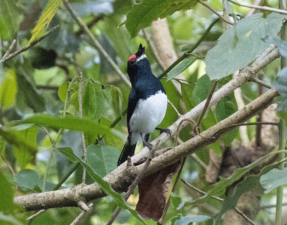 Banded Wattle-eye