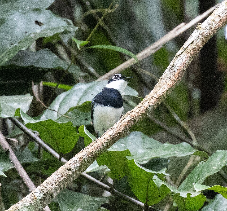 White-spotted Wattle-eye