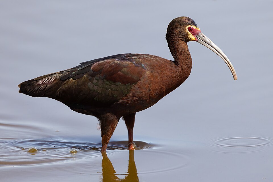 White-faced Ibis
