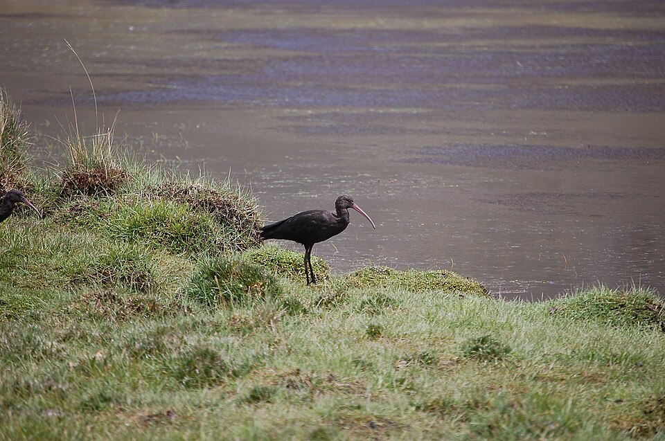 Puna Ibis