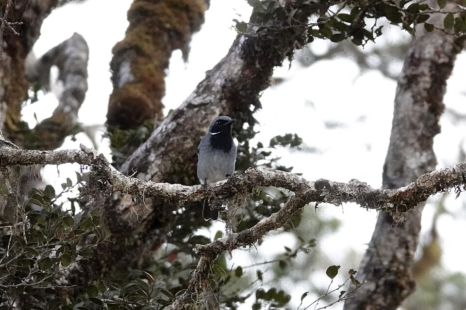 Black-throated Robin