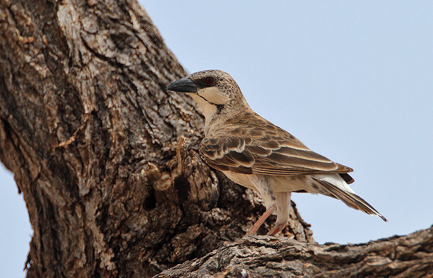 Donaldson Smith's Sparrow-Weaver