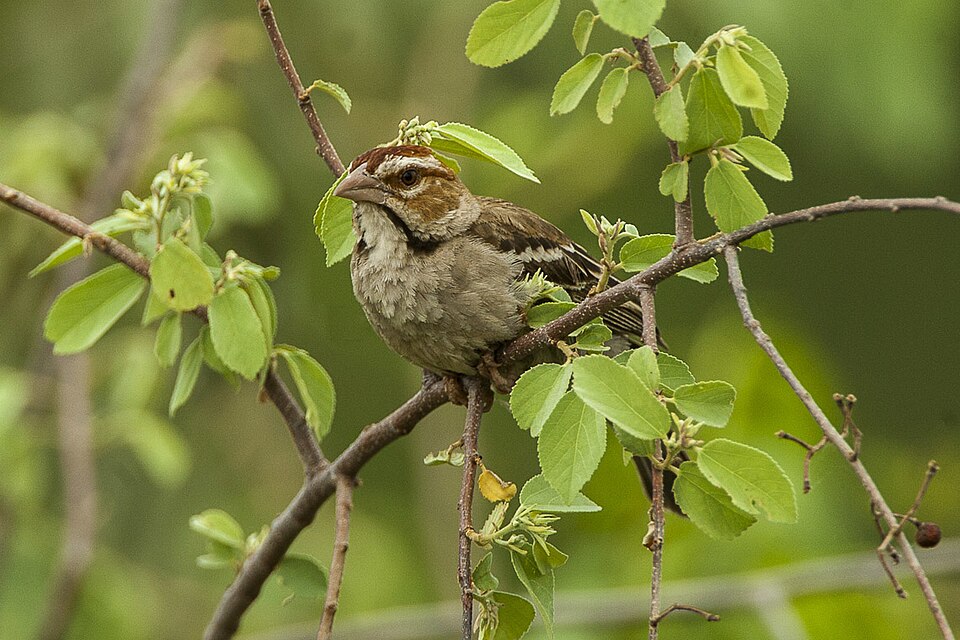 Chestnut-crowned Sparrow-Weaver