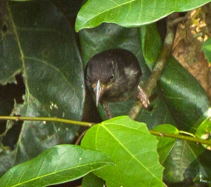 Maxwell's Black Weaver