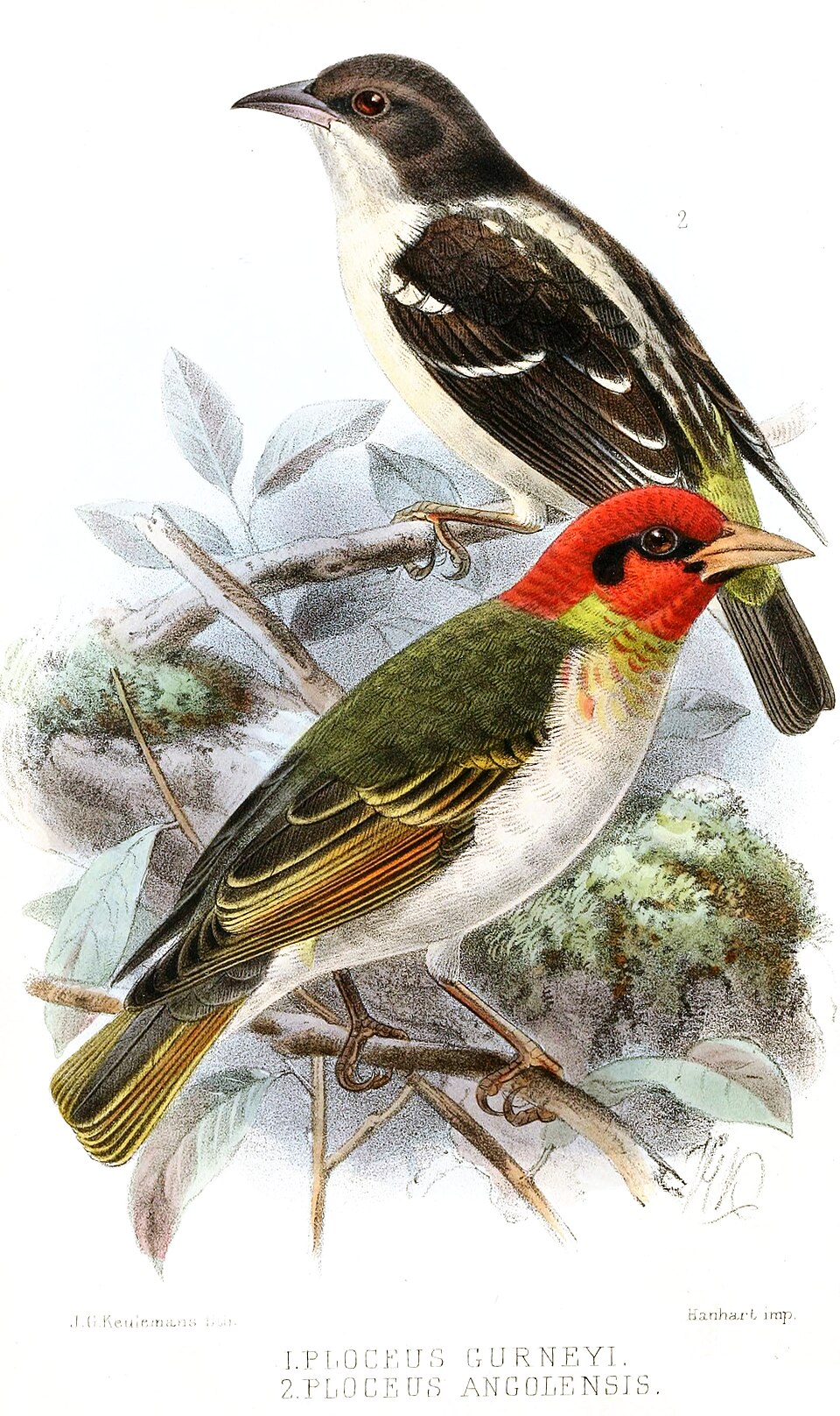 Bar-winged Weaver