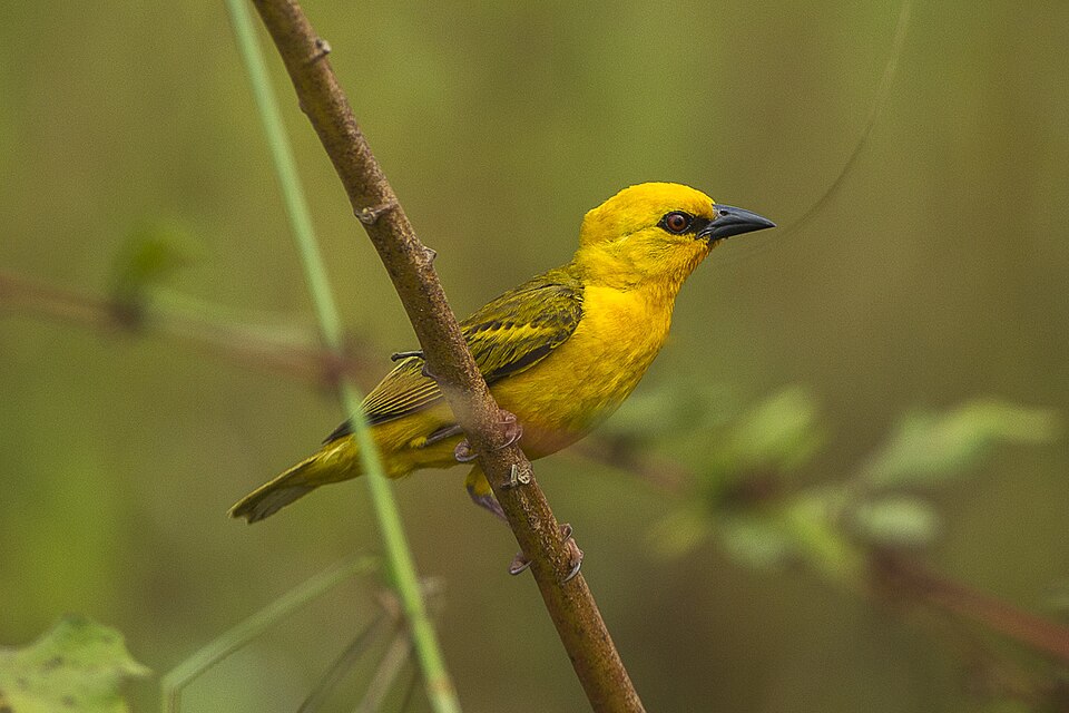 Orange Weaver