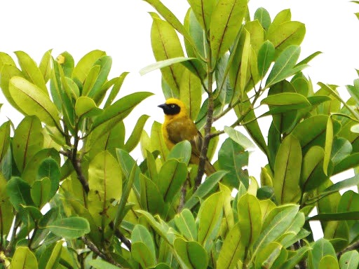 Bannerman's Weaver