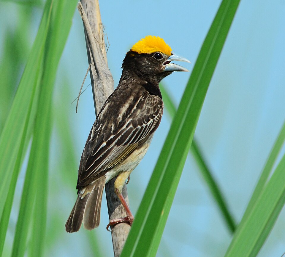 Black-breasted Weaver