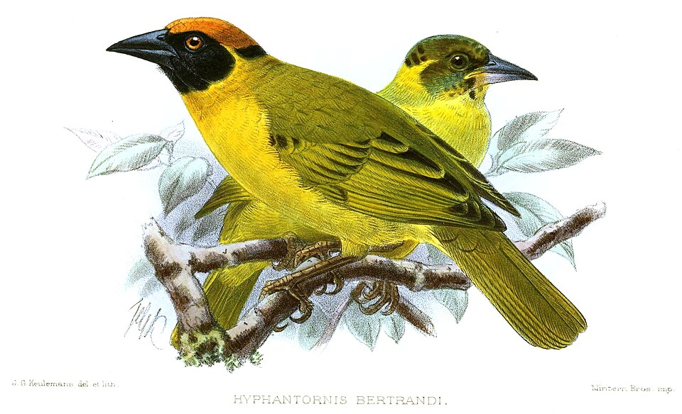Bertram's Weaver