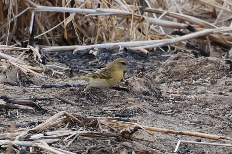 Kilombero Weaver