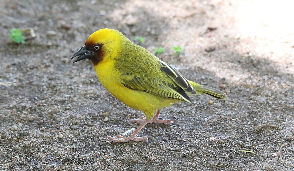 Northern Brown-throated Weaver