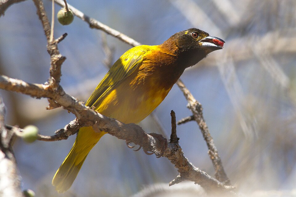Juba Weaver