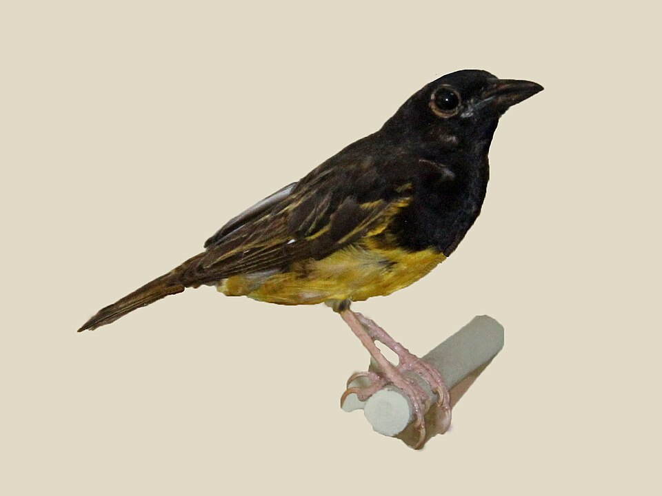 Clarke's Weaver