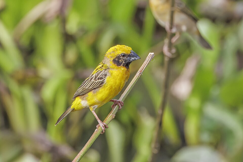 Asian Golden Weaver