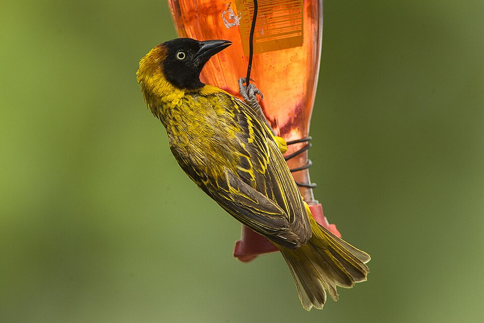 Lesser Masked Weaver