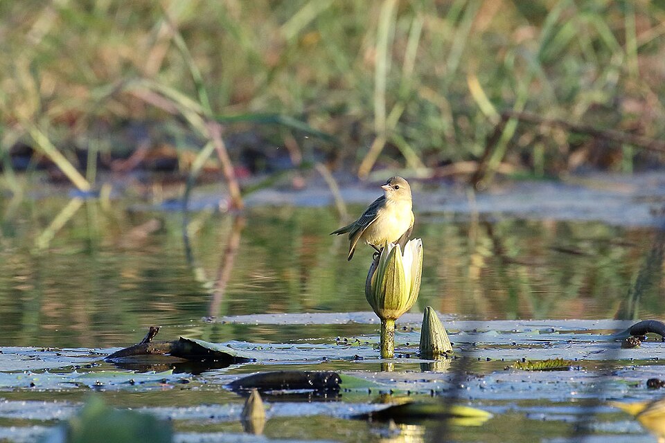 Katanga Masked Weaver
