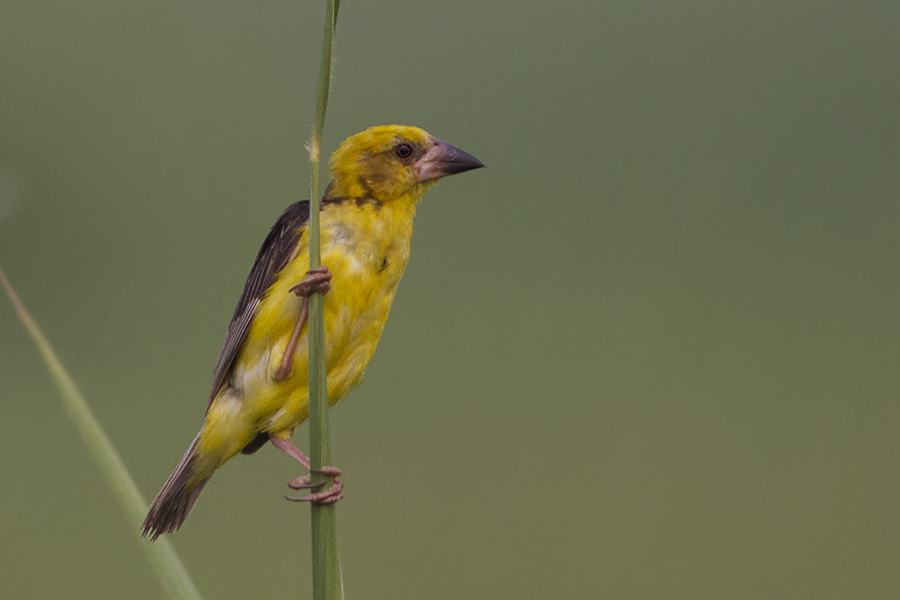 Finn's Weaver