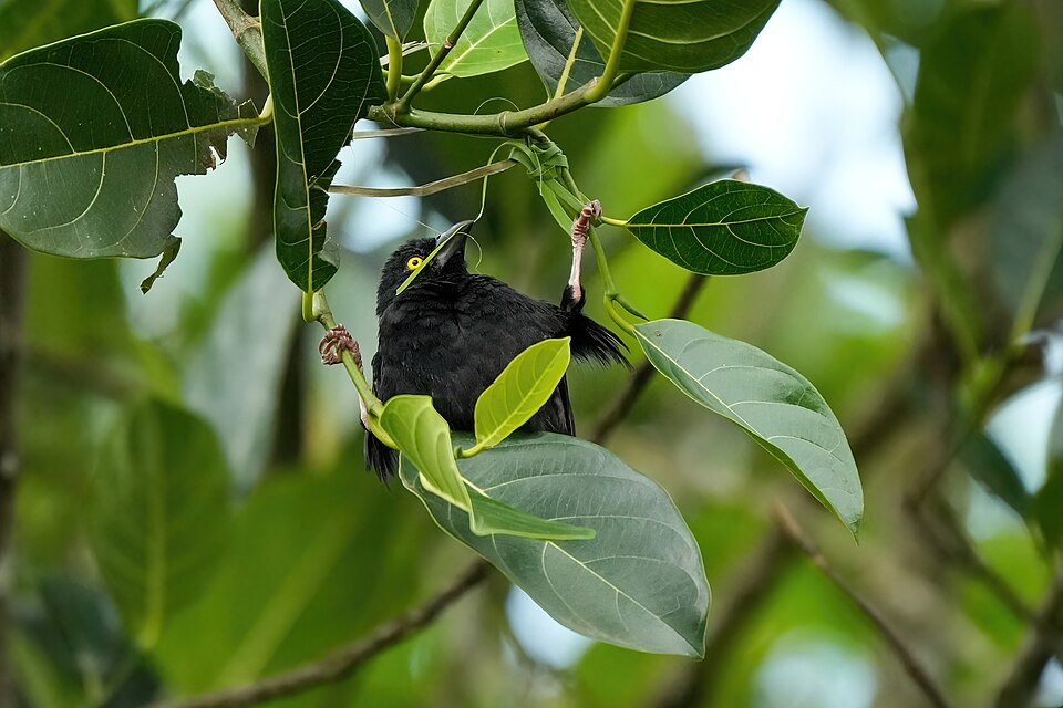 Vieillot's Black Weaver