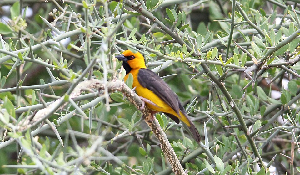 Black-necked Weaver