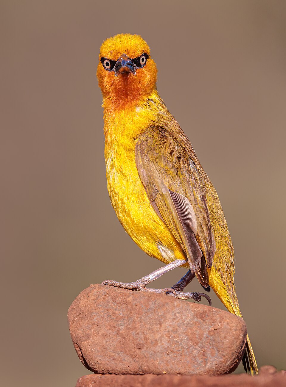 Spectacled Weaver