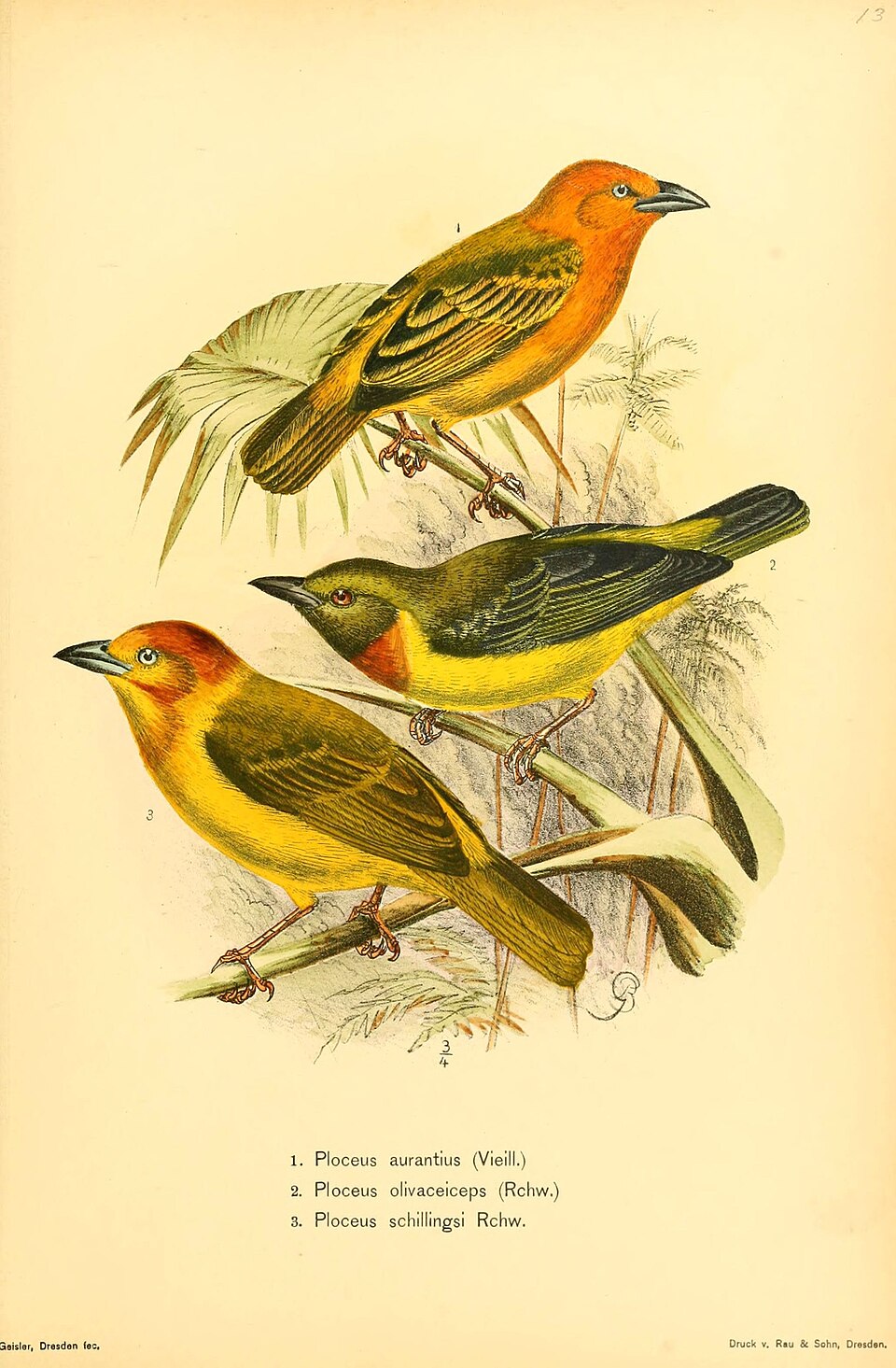 Olive-headed Weaver