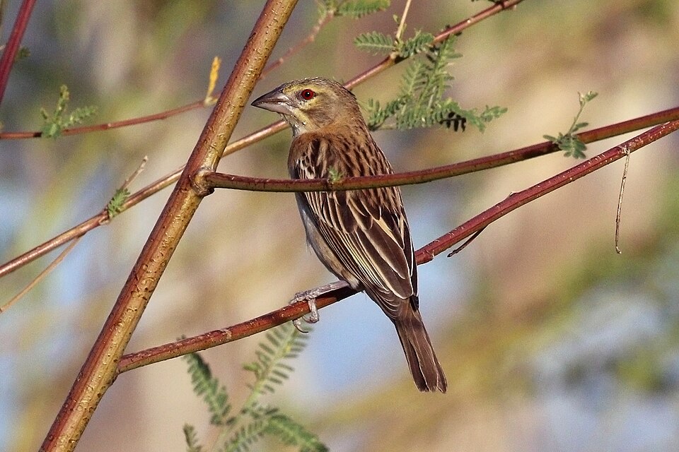 Chestnut Weaver