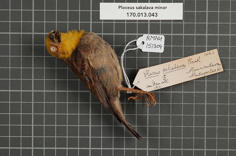 Sakalava Weaver