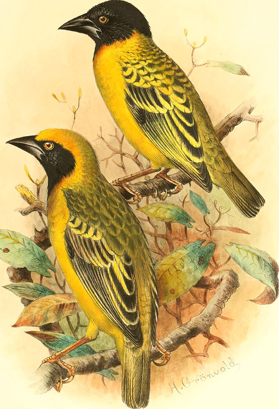Speke's Weaver