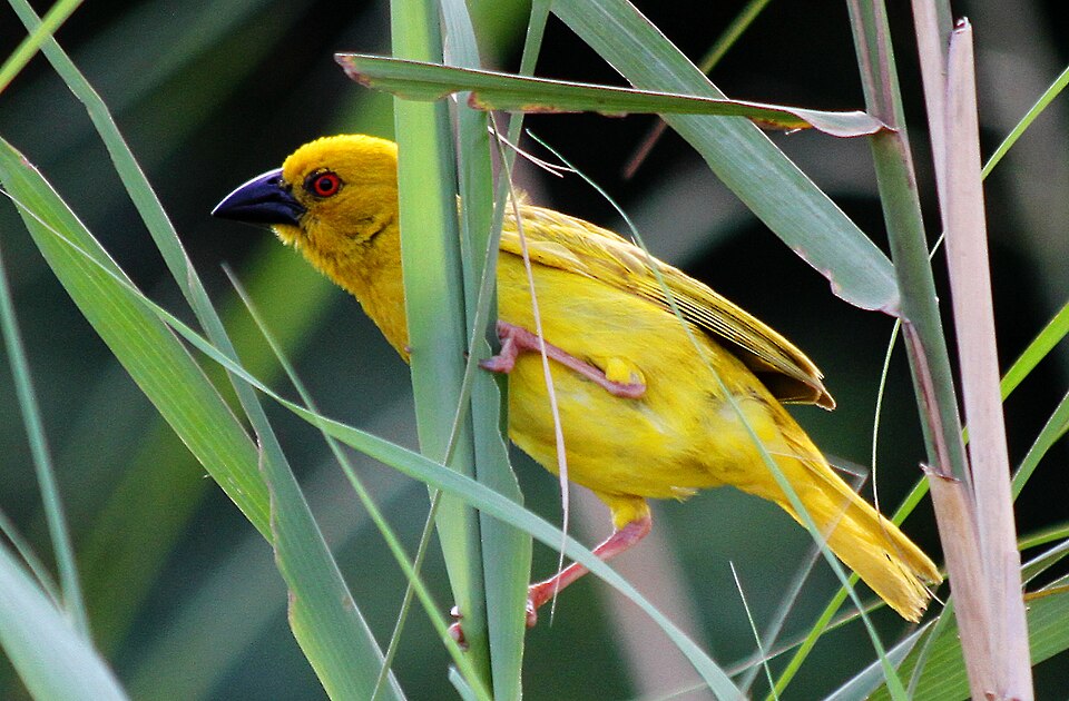 Eastern Golden Weaver