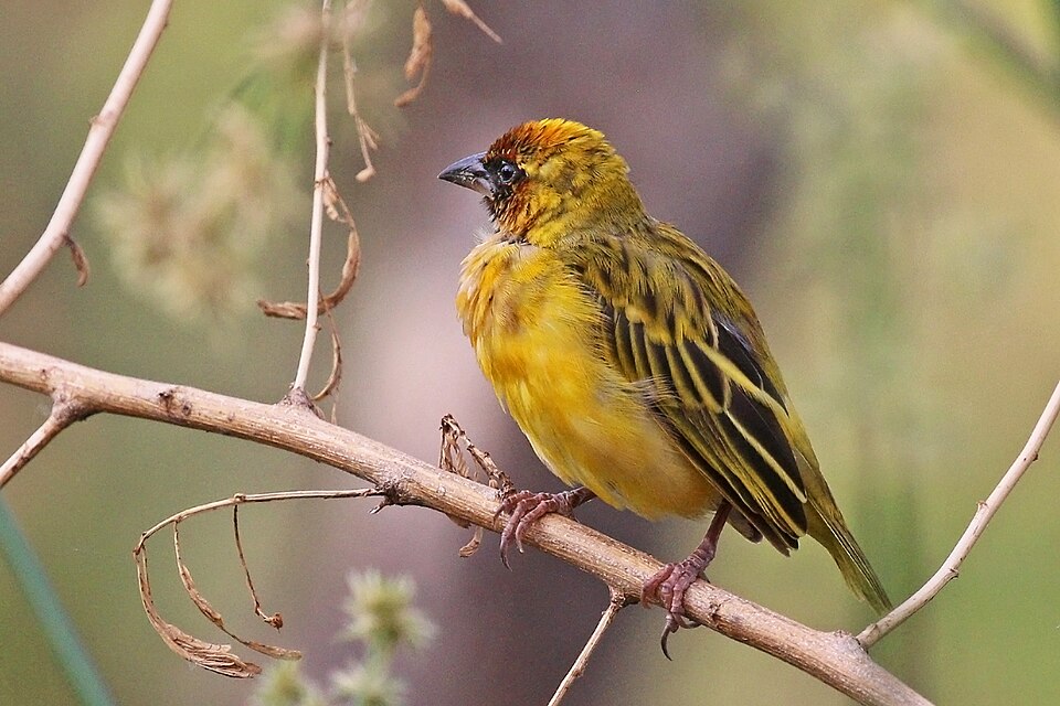 Northern Masked Weaver