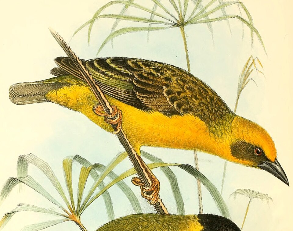 Bocage's Weaver